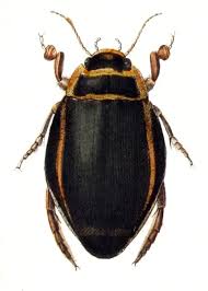 Attēlu rezultāti vaicājumam “Dytiscus sp.”