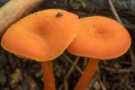 Attēlu rezultāti vaicājumam “Hygrocybe cantharellus”