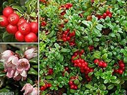 Attēlu rezultāti vaicājumam “Vaccinium vitis-idaea fruit”