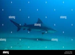 Image result for Carcharhinus leucas