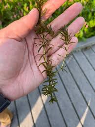 Attēlu rezultāti vaicājumam “Hydrilla verticillata leaf”