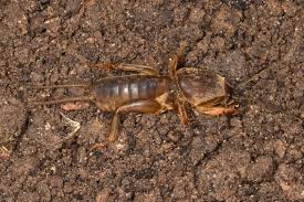 Attēlu rezultāti vaicājumam “Gryllotalpa gryllotalpa”