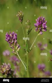 Attēlu rezultāti vaicājumam “Medicago x varia  flower”
