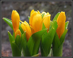 Attēlu rezultāti vaicājumam “Colchicum luteum flower”