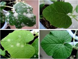 Attēlu rezultāti vaicājumam “Cucurbita pepo leaf”