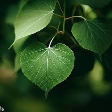 Attēlu rezultāti vaicājumam “Tilia cordata leaf”