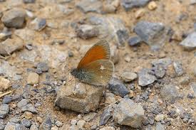 Attēlu rezultāti vaicājumam “Coenonympha glycerion”