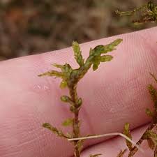 Attēlu rezultāti vaicājumam “Pleurozium schreberi”