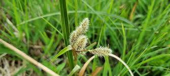 Attēlu rezultāti vaicājumam “Eriophorum angustifolium flower”