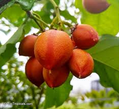 Attēlu rezultāti vaicājumam “Potentilla argentea fruit”