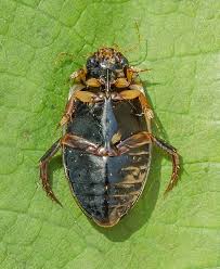 Attēlu rezultāti vaicājumam “Rhantus frontalis”