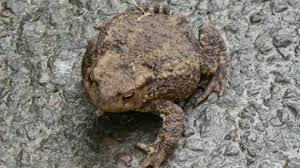 Image result for Bath Amphibians