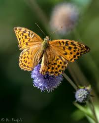 Attēlu rezultāti vaicājumam “Argynnis paphia”