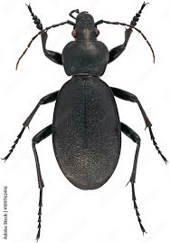 Attēlu rezultāti vaicājumam “Carabus coriaceus”