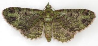 Attēlu rezultāti vaicājumam “Eupithecia icterata female”