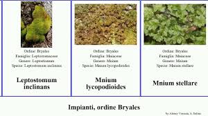 Attēlu rezultāti vaicājumam “Mnium stellare”