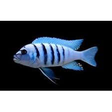 Risultati immagini per cynotilapia pulpican