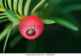 Attēlu rezultāti vaicājumam “Taxus baccata fruit”