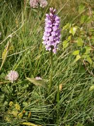 Attēlu rezultāti vaicājumam “Dactylorhiza maculata”