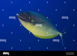 Image result for Naso hexacanthus