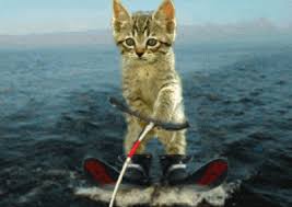 Image result for Deeside Wakeboard and Waterski Club