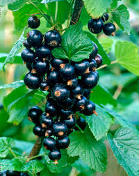 Attēlu rezultāti vaicājumam “Ribes nigrum fruit”