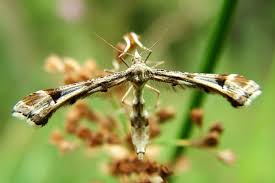 Attēlu rezultāti vaicājumam “Platyptilia sp.”