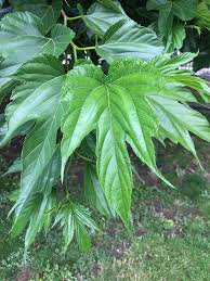 Attēlu rezultāti vaicājumam “Morus alba leaf”