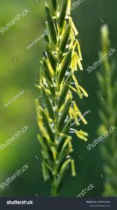 Attēlu rezultāti vaicājumam “Elytrigia repens flower”