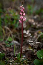 Attēlu rezultāti vaicājumam “Pyrola minor flower”