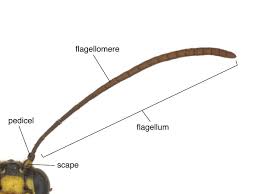 Attēlu rezultāti vaicājumam “Argidae”
