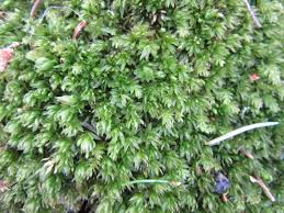 Attēlu rezultāti vaicājumam “Mnium hornum sporophyte”