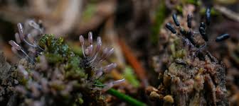 Attēlu rezultāti vaicājumam “Metatrichia floriformis stalked”