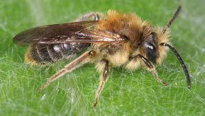 Attēlu rezultāti vaicājumam “Andrena haemorrhoa”