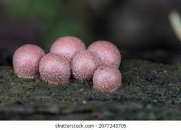 Attēlu rezultāti vaicājumam “Lycogala flavofuscum”