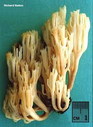 Attēlu rezultāti vaicājumam “Clavicorona pyxidata”