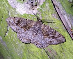 Attēlu rezultāti vaicājumam “Alcis repandata”