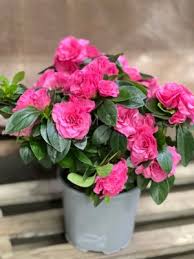 Image result for Бегония Элатиор 12х22 4601887072423