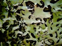 Attēlu rezultāti vaicājumam “Hypotrachyna sp.”