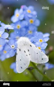 Attēlu rezultāti vaicājumam “Diaphora mendica female”