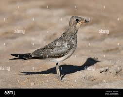 Image result for Glareola pratincola