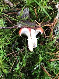 Attēlu rezultāti vaicājumam “Gomphidius roseus”