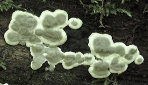 Attēlu rezultāti vaicājumam “Kretzschmaria deusta”