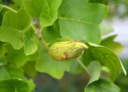 Attēlu rezultāti vaicājumam “Liriodendron tulipifera fruit”
