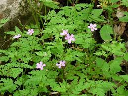 Attēlu rezultāti vaicājumam “Geranium robertianum fruit”