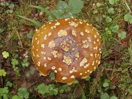 Attēlu rezultāti vaicājumam “Amanita regalis”