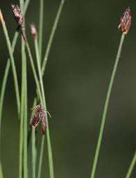 Attēlu rezultāti vaicājumam “Eleocharis quinqueflora”