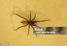 Attēlu rezultāti vaicājumam “Gnaphosidae”