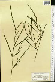 Attēlu rezultāti vaicājumam “Potamogeton compressus”