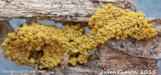 Attēlu rezultāti vaicājumam “Oligonema favogineum spores”